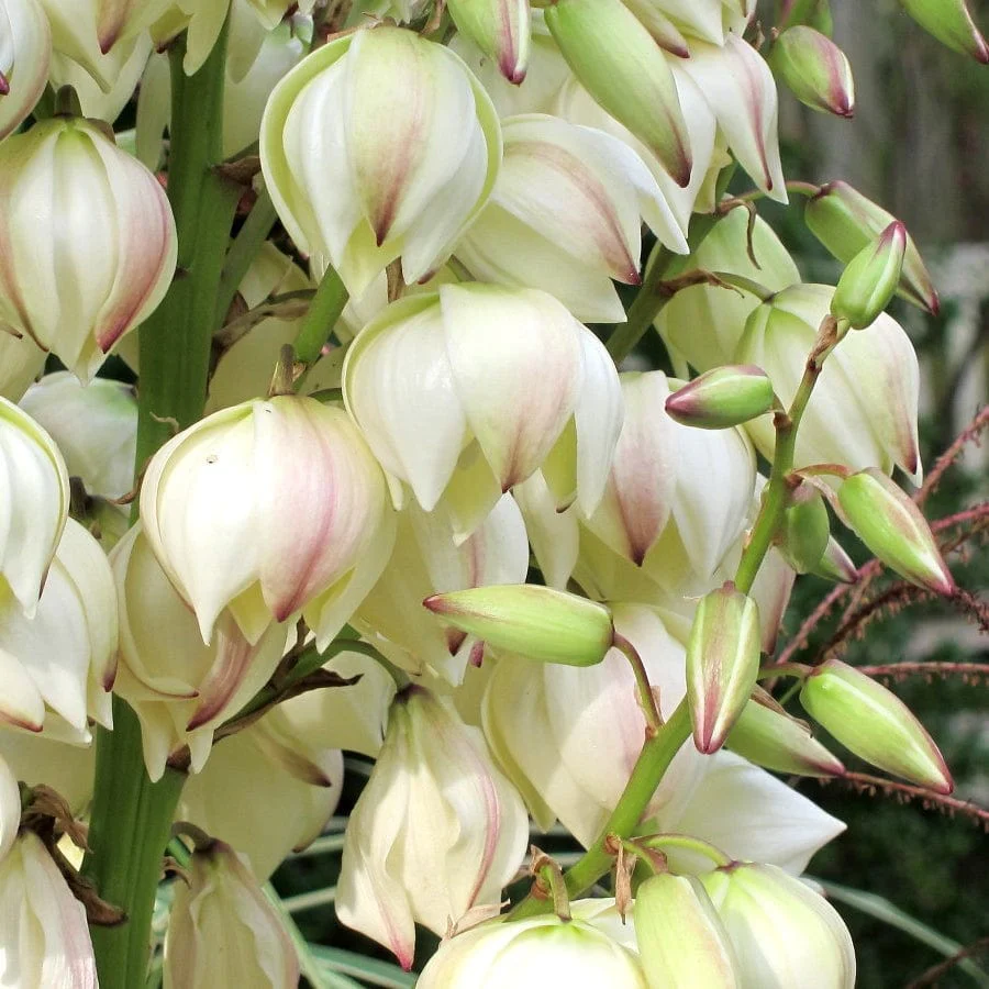Yucca gloriosa 'Variegata' - Image 6