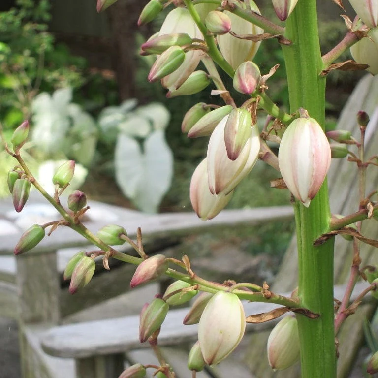 Yucca gloriosa 'Variegata' - Image 8