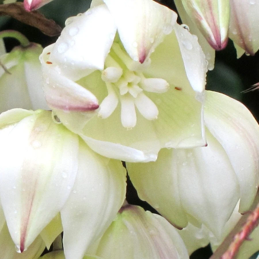 Yucca gloriosa 'Variegata' - Image 9